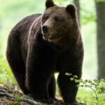 un urs a fost impuscat in poiana brasov dupa ce a incercat in repetate randuri sa intre in anexele unui hotel 6a7dcc4084867