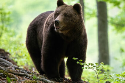un urs a fost impuscat in poiana brasov dupa ce a incercat in repetate randuri sa intre in anexele unui hotel 6a7dcc4084867