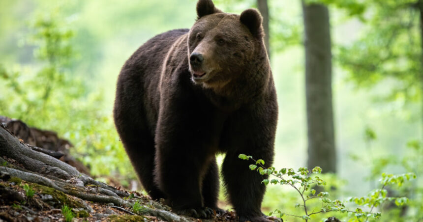 un urs a fost impuscat in poiana brasov dupa ce a incercat in repetate randuri sa intre in anexele unui hotel 6a7dcc4084867