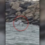video alerta la costinesti o drona de tip gerbera a fost gasita in mare anuntul mapn 6a8b21cb93e55