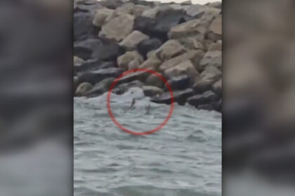 video alerta la costinesti o drona de tip gerbera a fost gasita in mare anuntul mapn 6a8b21cb93e55
