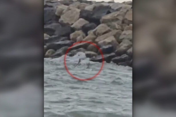 video alerta la costinesti o drona de tip gerbera a fost gasita in mare anuntul mapn 6a8b21cb93e55