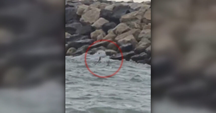 video alerta la costinesti o drona de tip gerbera a fost gasita in mare anuntul mapn 6a8b21cb93e55