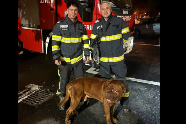 video choco va multumeste misiune neobisnuita pentru pompieri cum au salvat un catelus de 65 de kilograme 6a91aee259745