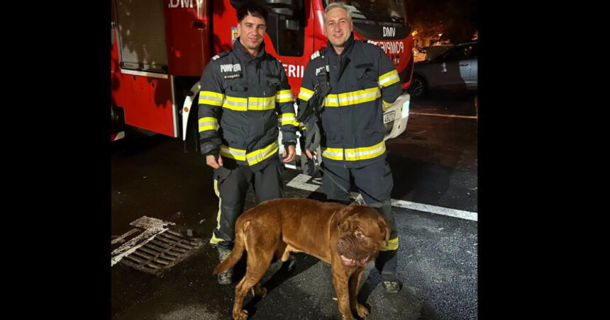 video choco va multumeste misiune neobisnuita pentru pompieri cum au salvat un catelus de 65 de kilograme 6a91aee259745