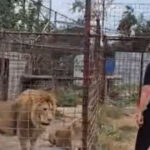 video descinderi la o gradina zoologica ilegala din dambovita lei ursi si tigri erau tinuti intr o curte 6a859580423e6