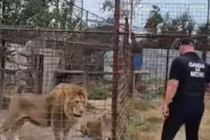 video descinderi la o gradina zoologica ilegala din dambovita lei ursi si tigri erau tinuti intr o curte 6a859580423e6