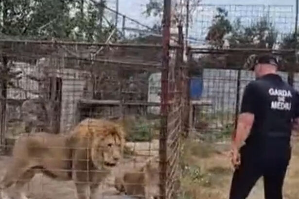 video descinderi la o gradina zoologica ilegala din dambovita lei ursi si tigri erau tinuti intr o curte 6a859580423e6