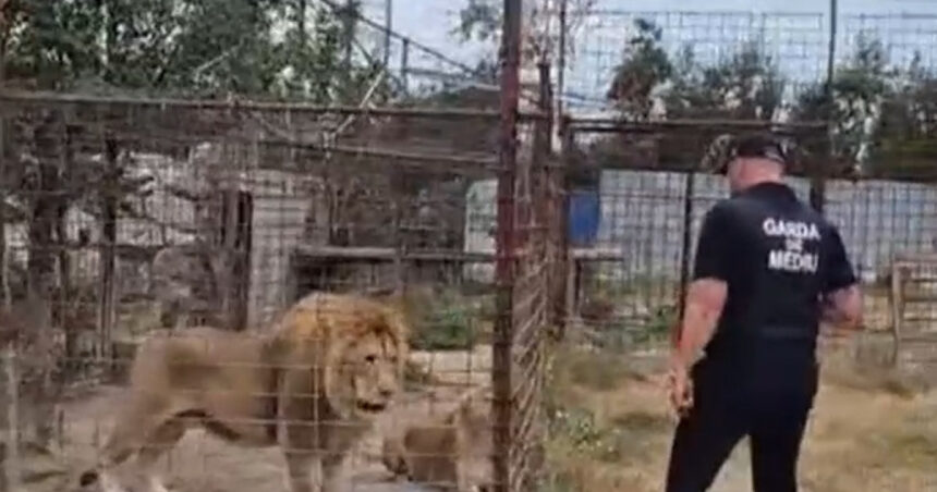 video descinderi la o gradina zoologica ilegala din dambovita lei ursi si tigri erau tinuti intr o curte 6a859580423e6