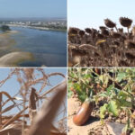 video dezastru agricol in sudul romaniei seceta si dunarea secata lasa fermierii fara recolta si fara bani nu se mai poate face nimic 6a86999aa373d