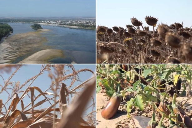 video dezastru agricol in sudul romaniei seceta si dunarea secata lasa fermierii fara recolta si fara bani nu se mai poate face nimic 6a86999aa373d