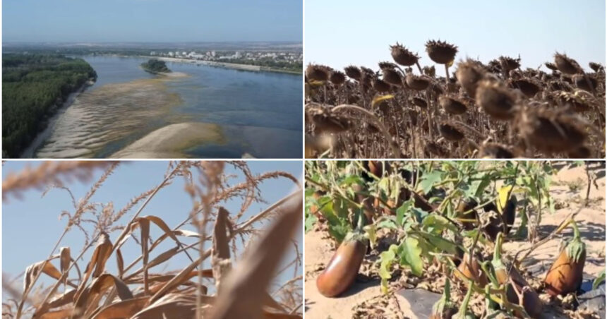 video dezastru agricol in sudul romaniei seceta si dunarea secata lasa fermierii fara recolta si fara bani nu se mai poate face nimic 6a86999aa373d