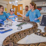 video premiera medicala pitonul jodie foster primul sarpe din lume tratat prin electrochimioterapie impotriva cancerului 6a886d30bedcc