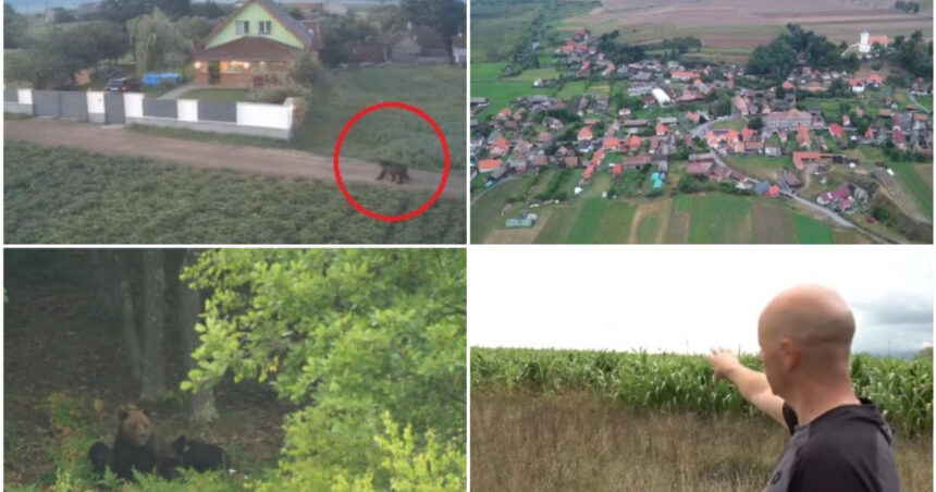 video ziua si ro alert ul in harghita din cauza ursilor oamenii au ajuns la capatul rabdarii ca primar n ar trebui sa alerg dupa urs 6a9270804b74d