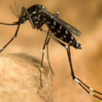 virusul west nile se extinde in europa 12 tari au raportat cazuri romania e pe locul trei dupa numarul zonelor afectate 6a8aed331ee0a