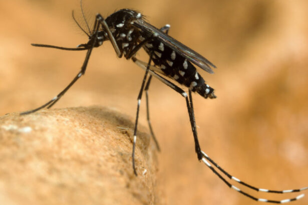 virusul west nile se extinde in europa 12 tari au raportat cazuri romania e pe locul trei dupa numarul zonelor afectate 6a8aed331ee0a