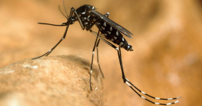 virusul west nile se extinde in europa 12 tari au raportat cazuri romania e pe locul trei dupa numarul zonelor afectate 6a8aed331ee0a