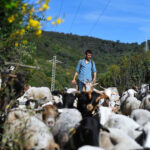 cand va incepe campania de vaccinare a oilor si caprelor precizarile ansvsa privind reluarea exporturilor 6ab3aceadd38b