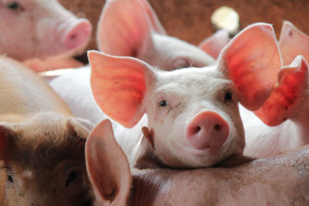 comisia europeana aproba un ajutor de stat de 11 milioane de euro pentru crescatorii de porci din romania 6ab50b9e32e4c