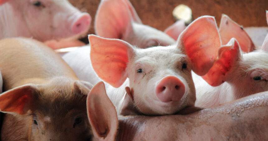 comisia europeana aproba un ajutor de stat de 11 milioane de euro pentru crescatorii de porci din romania 6ab50b9e32e4c