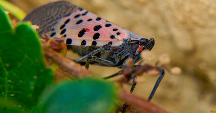 foto alerta in agricultura o specie invaziva de insecte care a facut ravagii in sua a fost descoperita in ungaria sectoarele afectate 6ab52af0ca087