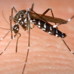 insp 58 de persoane s au infectat cu virusul west nile in acest sezon bilantul deceselor ajunge la 3 6a99b75b17e3f