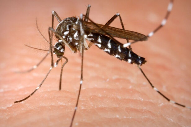 insp 58 de persoane s au infectat cu virusul west nile in acest sezon bilantul deceselor ajunge la 3 6a99b75b17e3f