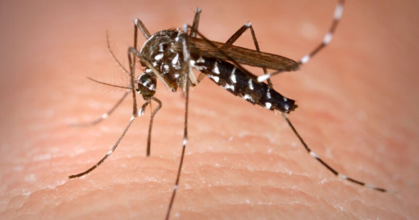 insp 58 de persoane s au infectat cu virusul west nile in acest sezon bilantul deceselor ajunge la 3 6a99b75b17e3f