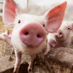 o ferma din buzau va fi inchisa dupa confirmarea pestei porcine africane 5 720 de porci vor fi sacrificati 6ab52640c6158
