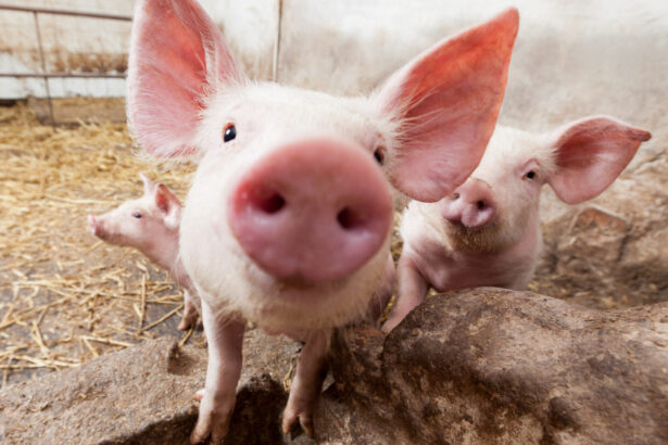 o ferma din buzau va fi inchisa dupa confirmarea pestei porcine africane 5 720 de porci vor fi sacrificati 6ab52640c6158