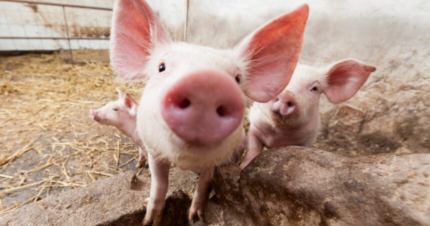 o ferma din buzau va fi inchisa dupa confirmarea pestei porcine africane 5 720 de porci vor fi sacrificati 6ab52640c6158