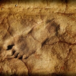 o ruda a omului surprinzator de inalta descoperita in fosile vechi de 14 milioane de ani 6a98510d61446