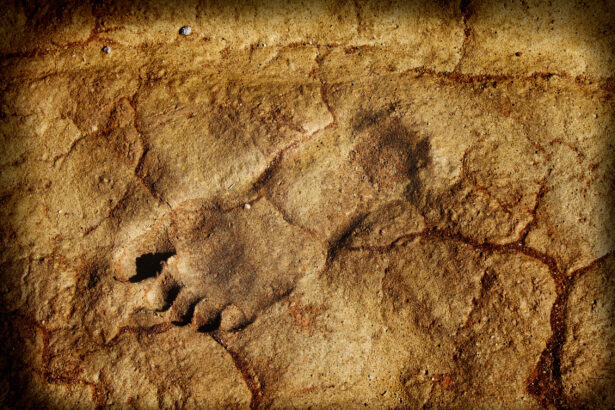 o ruda a omului surprinzator de inalta descoperita in fosile vechi de 14 milioane de ani 6a98510d61446