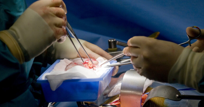 record medical un rinichi de porc transplantat a functionat in corpul unui pacient din sua timp de 271 de zile 6a9a9f8e6eeba