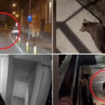 video ursii o amenintare constanta pentru oamenii din localitatile de munte cate animale au fost eutanasiate sau impuscate in brasov 6abb4b3f1267a