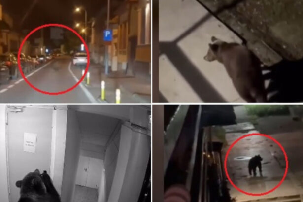 video ursii o amenintare constanta pentru oamenii din localitatile de munte cate animale au fost eutanasiate sau impuscate in brasov 6abb4b3f1267a