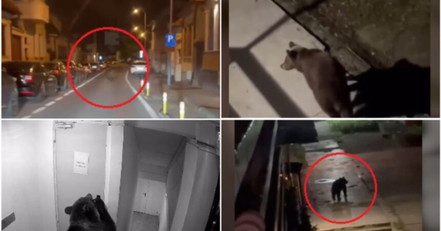 video ursii o amenintare constanta pentru oamenii din localitatile de munte cate animale au fost eutanasiate sau impuscate in brasov 6abb4b3f1267a