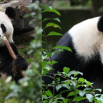 videofoto diplomatia panda dintre china si sua ping ping si fu shuang au plecat spre america 6ab8e07a216d7