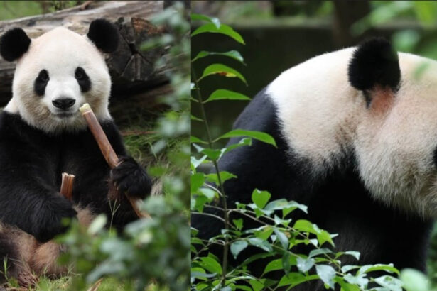 videofoto diplomatia panda dintre china si sua ping ping si fu shuang au plecat spre america 6ab8e07a216d7