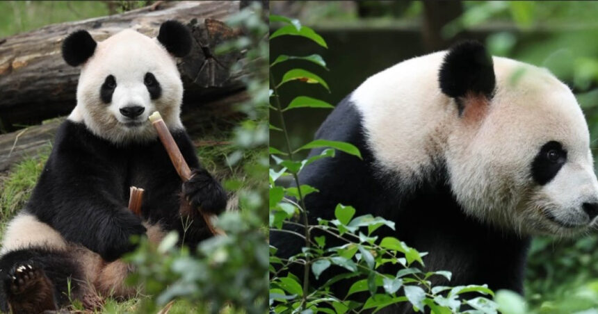 videofoto diplomatia panda dintre china si sua ping ping si fu shuang au plecat spre america 6ab8e07a216d7