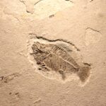 animalele ar fi evoluat cu 200 de milioane de ani mai devreme decat credeam indica noi fosile 6accf80fcd114
