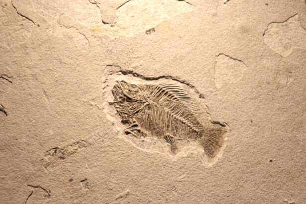 animalele ar fi evoluat cu 200 de milioane de ani mai devreme decat credeam indica noi fosile 6accf80fcd114