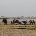 ce ramane dupa moartea unui elefant locul in care cade continua sa influenteze savana cel putin opt ani 6ad640ca833ae