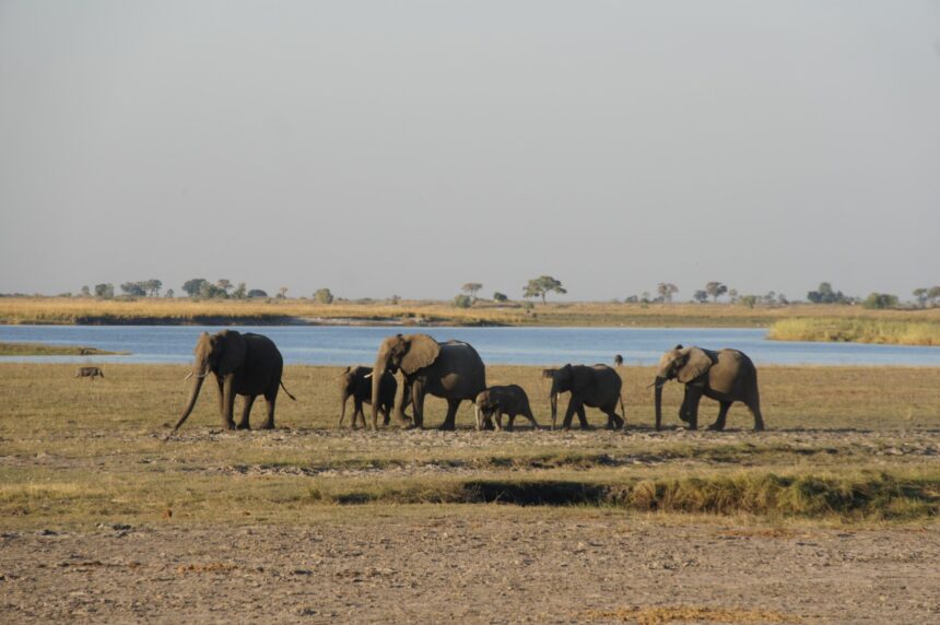 ce ramane dupa moartea unui elefant locul in care cade continua sa influenteze savana cel putin opt ani 6ad640ca833ae