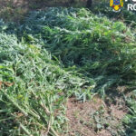 foto cultura de canabis in covasna 60 de plante confiscate un barbat de 62 de ani a fost retinut de diicot 6abf9e79c1949
