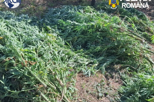 foto cultura de canabis in covasna 60 de plante confiscate un barbat de 62 de ani a fost retinut de diicot 6abf9e79c1949