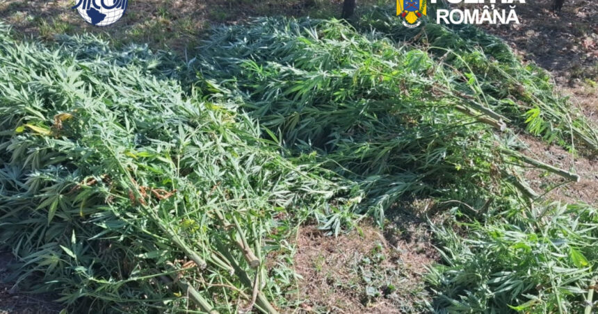 foto cultura de canabis in covasna 60 de plante confiscate un barbat de 62 de ani a fost retinut de diicot 6abf9e79c1949