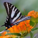 iedera una dintre cele mai vizitate plante de insectele polenizatoare 6ae612a61800a