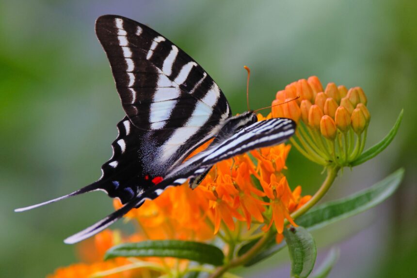 iedera una dintre cele mai vizitate plante de insectele polenizatoare 6ae612a61800a
