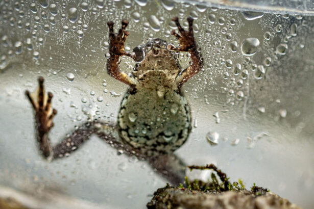 o broasca de nici doi centimetri i a dezorientat pe cercetatori o noua specie otravitoare descoperita in ecuador 6ac0b463df0b9